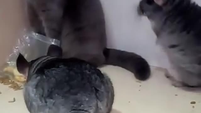 Chinchilla fighting with cats