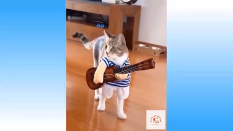 cute and funny cats clips