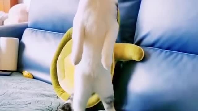 Funniest Cats and Dogs Videos πΆπ± | Funny Animal Videos