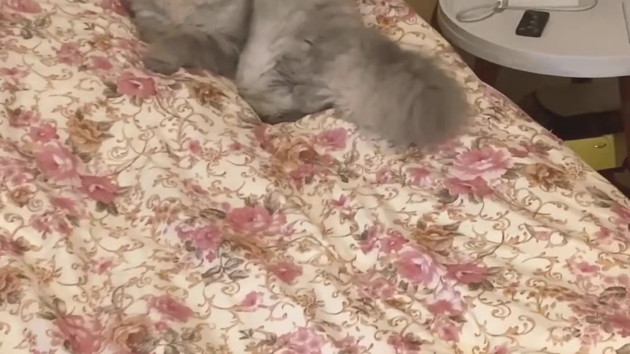 Persian cat