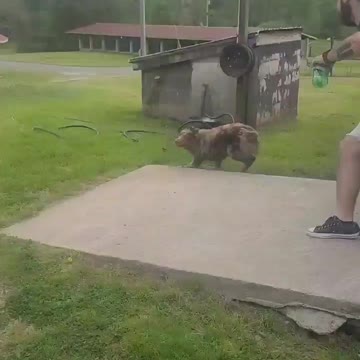 Cookie chronicles. Chasing mrgilly