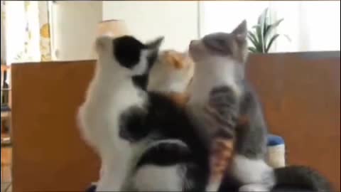 Super funny Pet and Animal | Super funny animal videos 😂Try Not To Laugh.😺😍