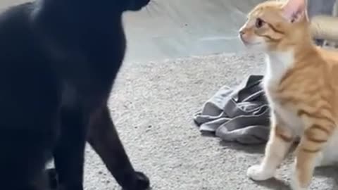 Funny cat videos| watch the reaction