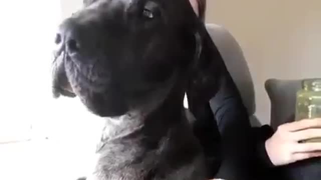 Great Dane Video 11