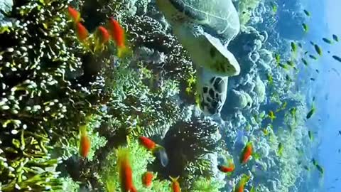 Sea turtles in the underwater world.