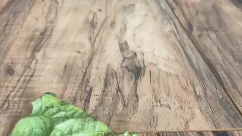Tortoise eating vegetables