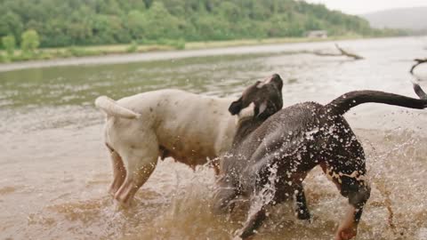 Dogs Playing