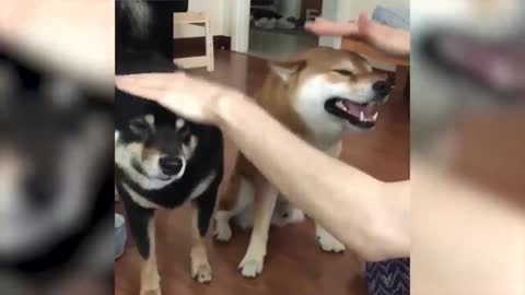 Cute and Funny Animals Episode 8