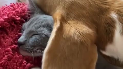 Cat hiding in the dog's ear