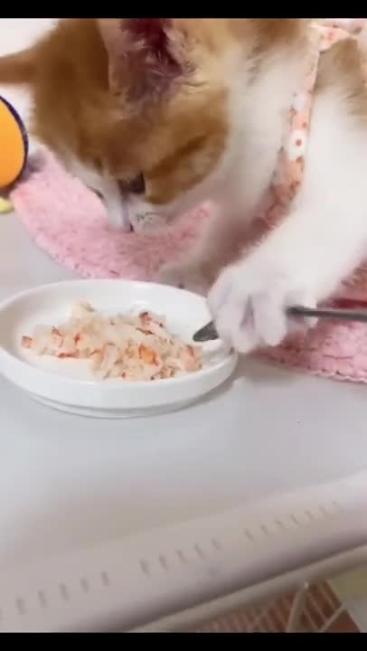 Five Baby Kittens Eating Food | Angry kitten | Cute Kittens