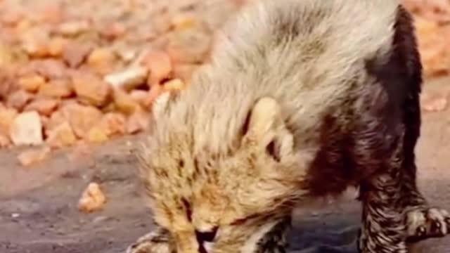 Is this a baby leopard? The face looks like a leopard, but I'm not sure it is