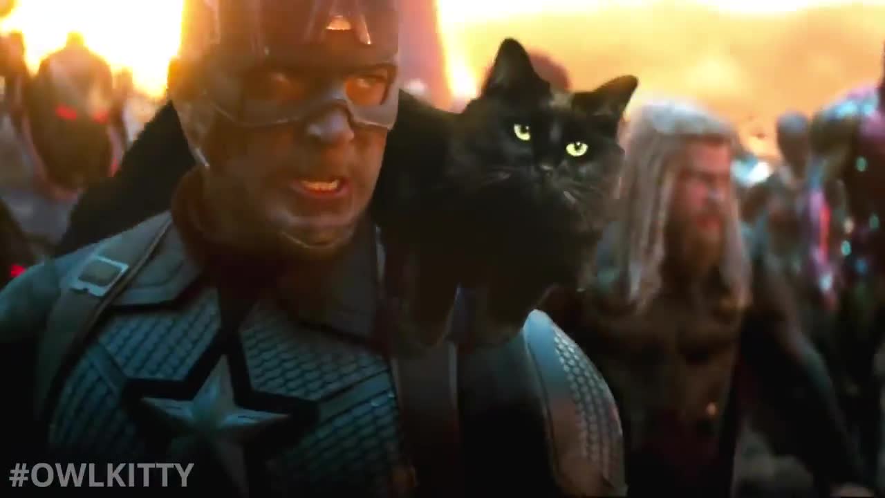 Avengers Endgame with my cat