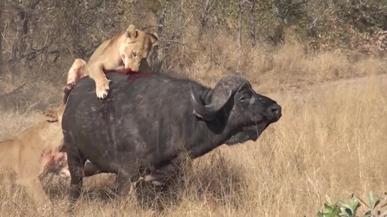 Lion King attack