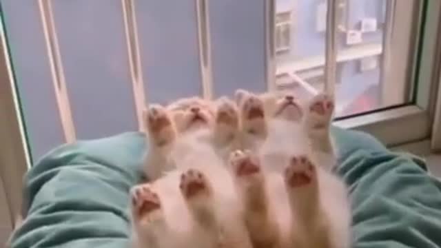 funny cats - baby cats - cute and funny cat videos compilation #33 | aww animals #shorts