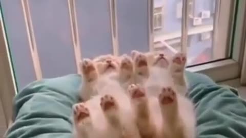 funny cats - baby cats - cute and funny cat videos compilation #33 | aww animals #shorts