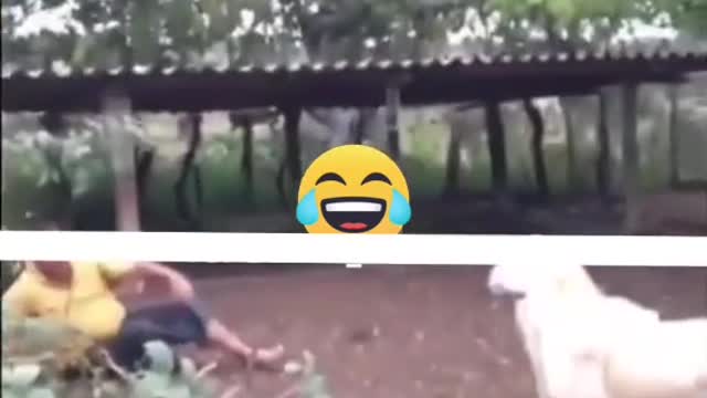 Can't stop laughing animals 🐈😺 Cute #25💋🥺