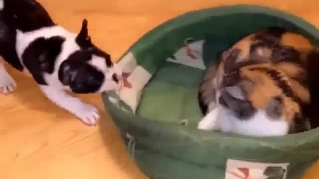 Very funny cat
