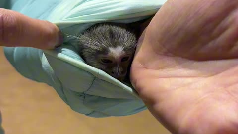 How a Baby Marmoset Stays Warm on a Cool Night at the Barn