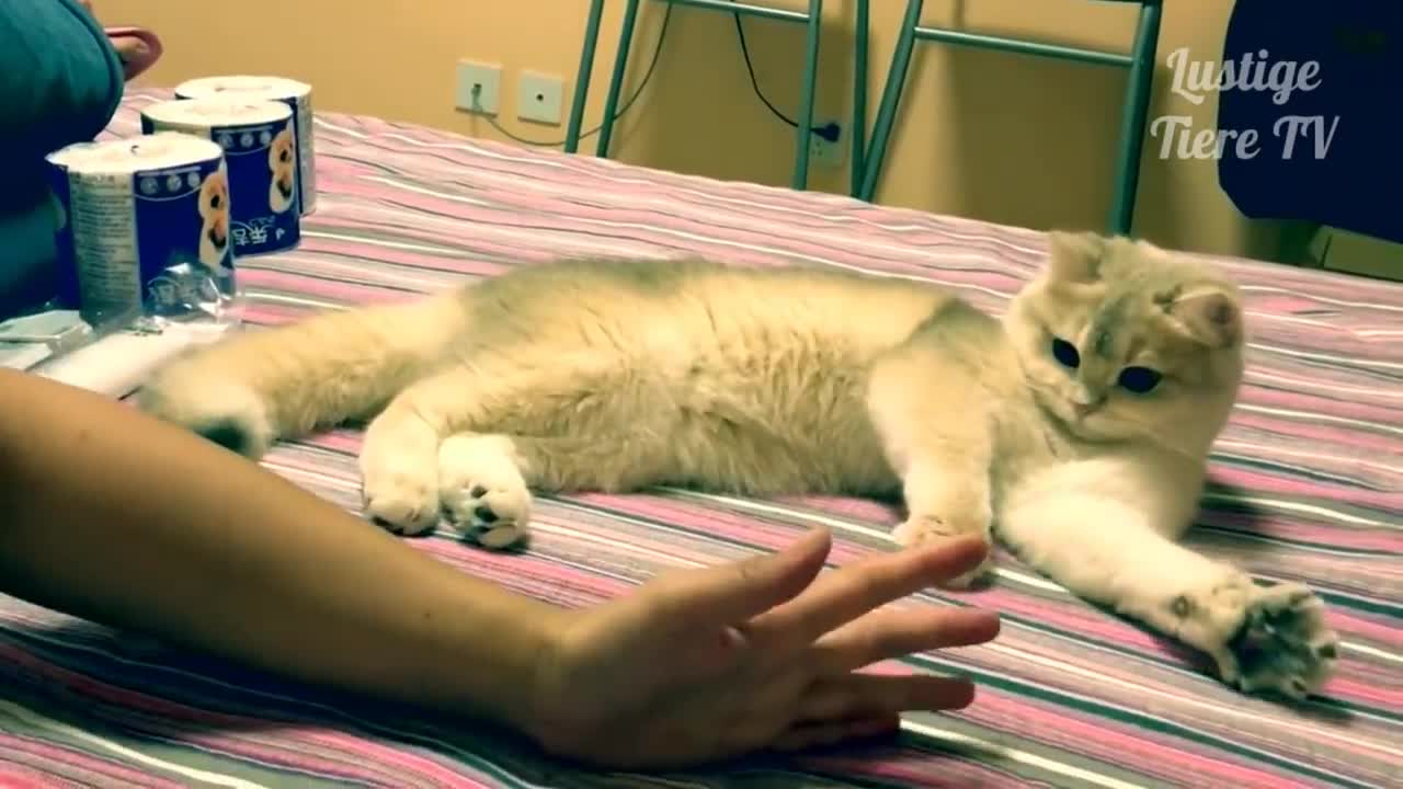Best Funny Cats and Dogs(very funny)