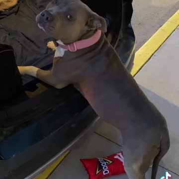Doggy need help to get in the car.mp4