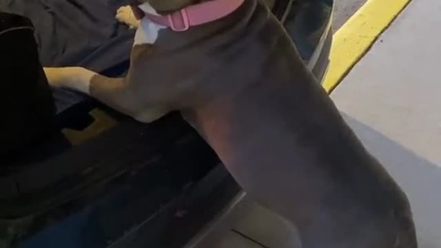 Doggy need help to get in the car.mp4