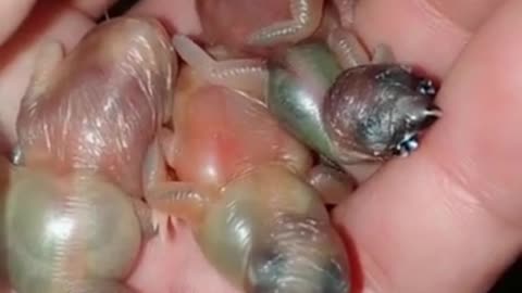 Newborn birds, returning it to their mother