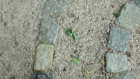 Stone Steps
