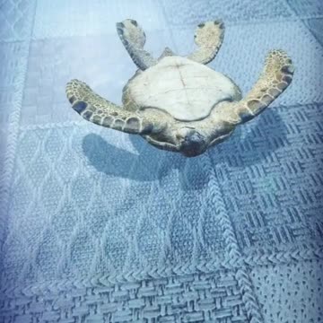 Turtle
