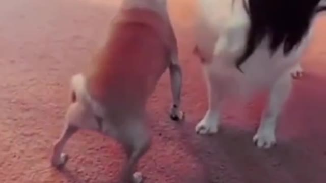 Funny dogs dancing dogs