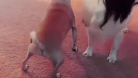 Funny dogs dancing dogs