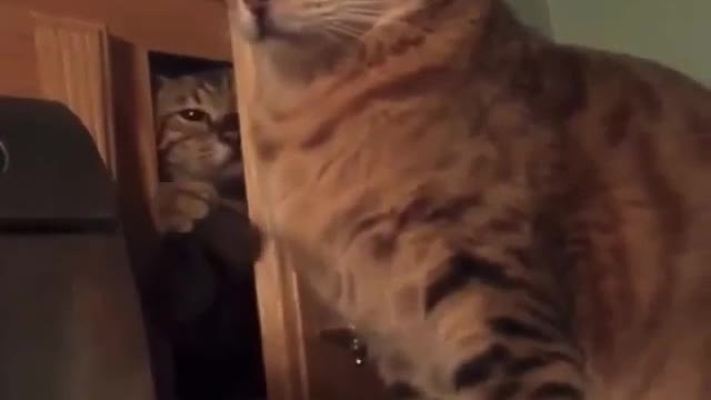 A strong slap in the cat's face