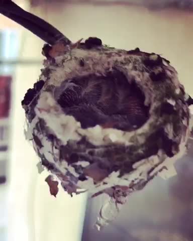 Adorably Tiny Hummingbirds Snuggle In Their Nest