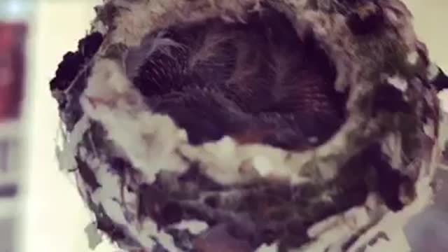 Adorably Tiny Hummingbirds Snuggle In Their Nest