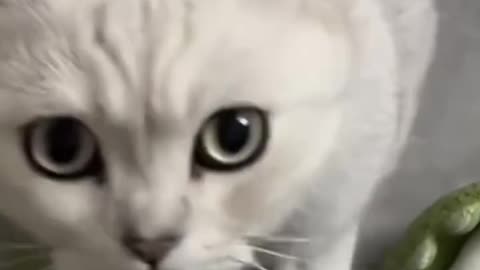 Funny Cat Video On Internet #4