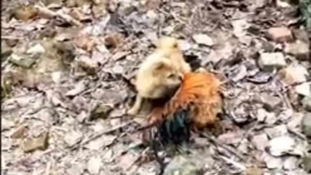 Dog & Chicken Fight Funny Dog Fight