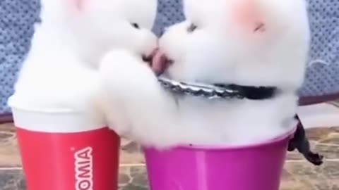 cute dogs in cup