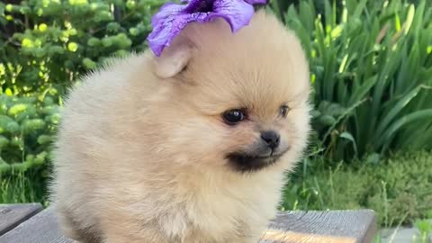 Very cute puppy beauty loves it