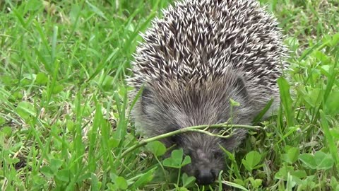 A Hedgehog's Adventure Through the Grass