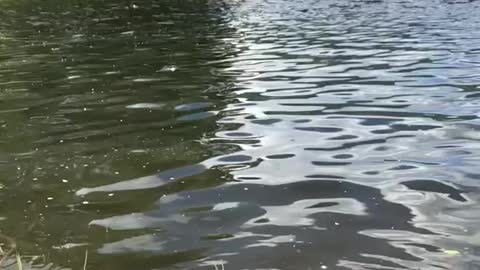 Trout fishing Colorado