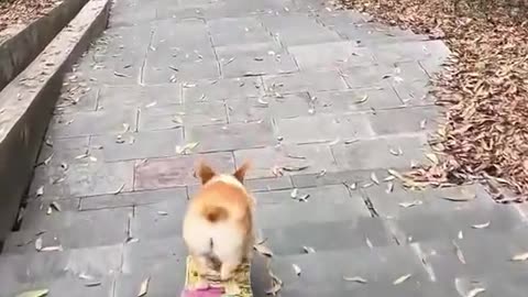 Funny Dog