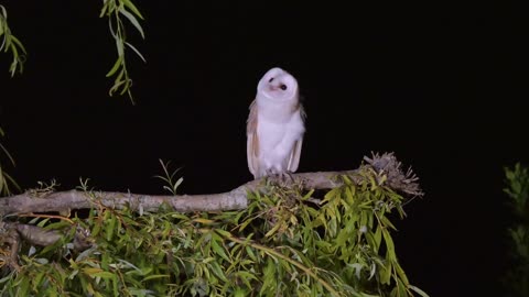 Dancing owl has rhythm while mugging for the camera