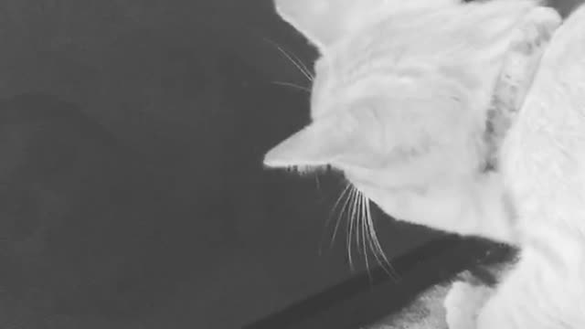 Cat plays game for cats