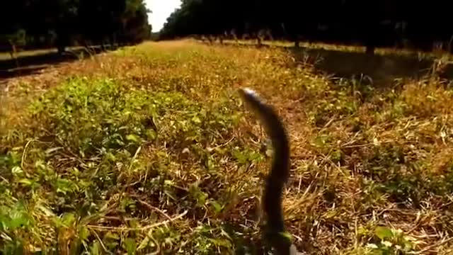 Deadly Black Mamba faster than people can run