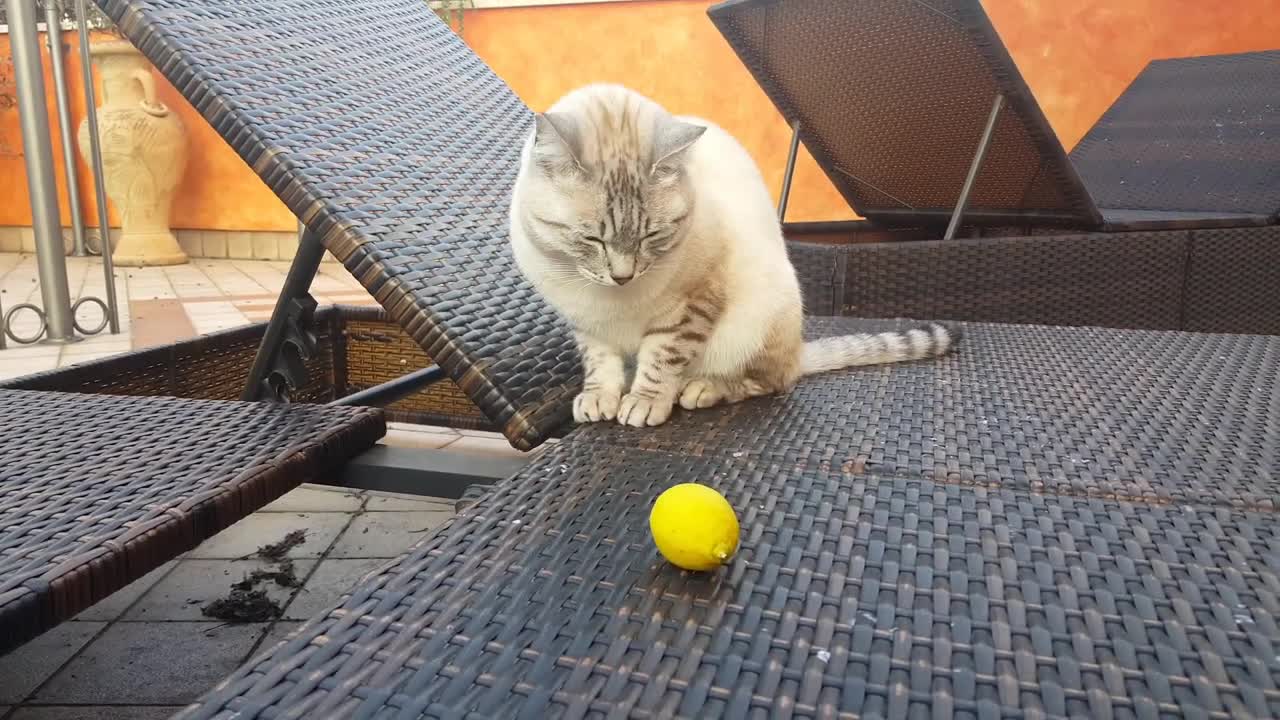 Cats hate lemons