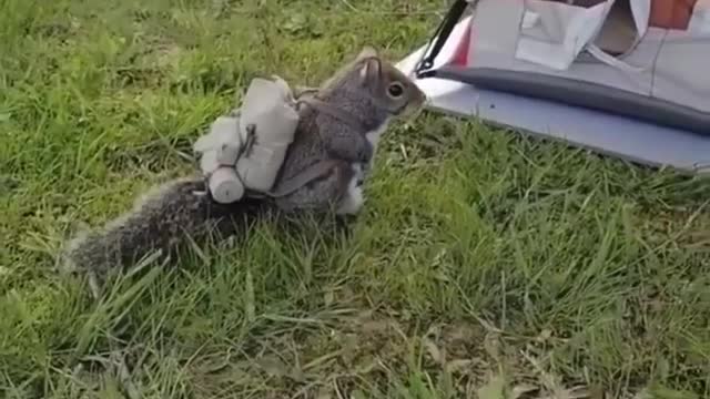 How Cute is This Squirrel? Squirrel Camping Trip
