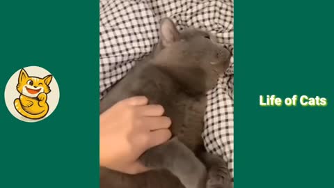 Funny cats reaction to different things