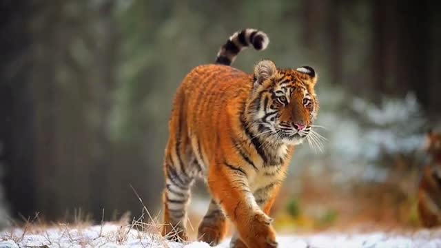 Siberian tigers running in the snow