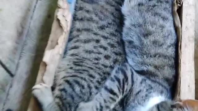 Gatitos hermanos