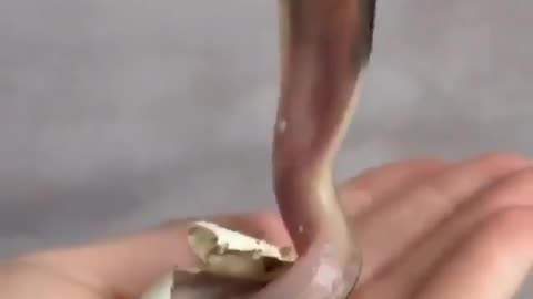 Snake GoneViral #funnyvideos #satisfyingviedos2024