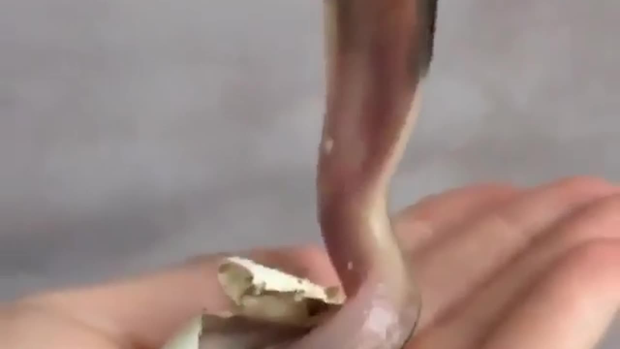 Snake GoneViral #funnyvideos #satisfyingviedos2024